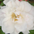 Bela - Starinske vrtnice - Vrtnica vzpenjalka - Venusta Pendula